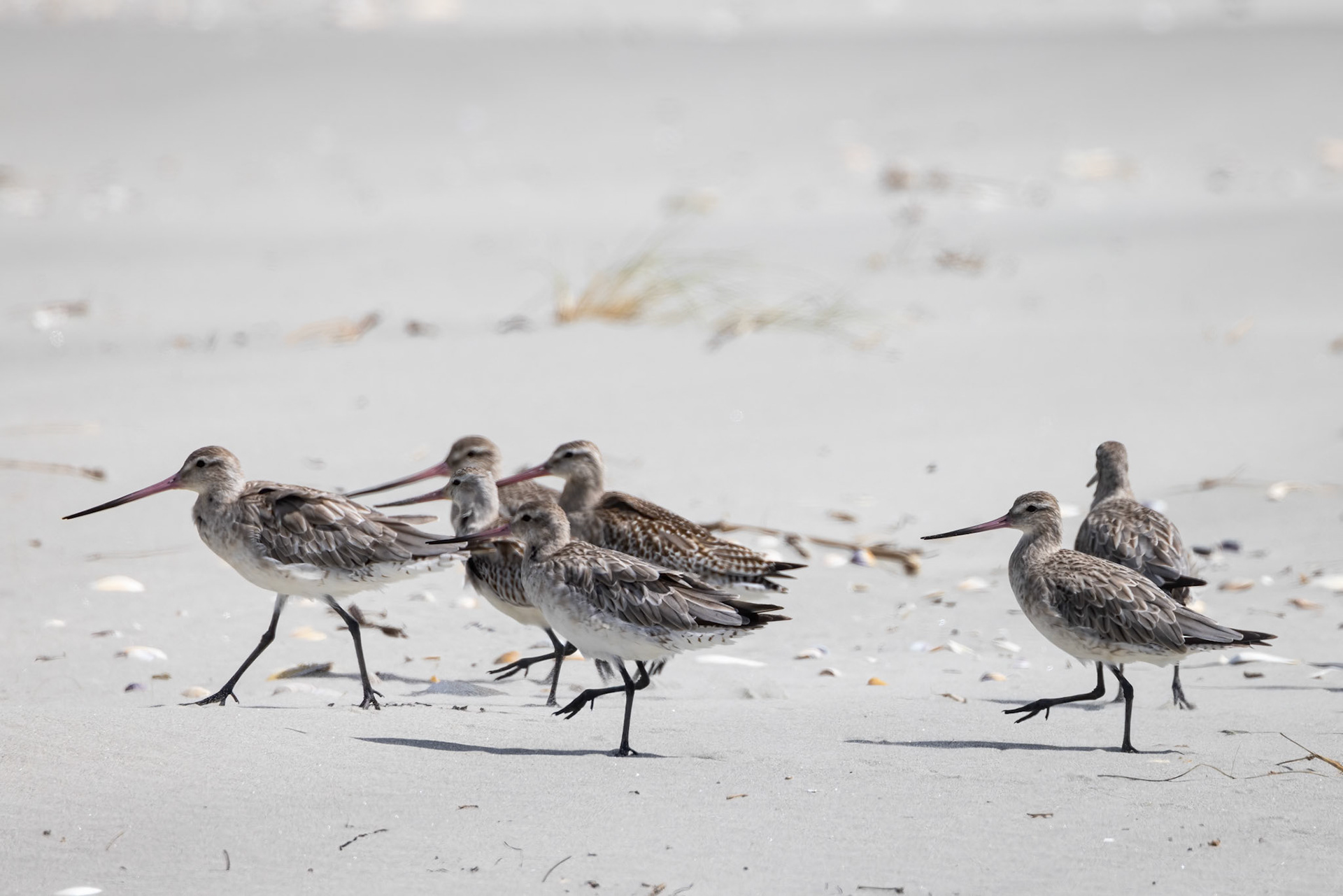 Bar-tailed godwit, Dunedin, New Zealand