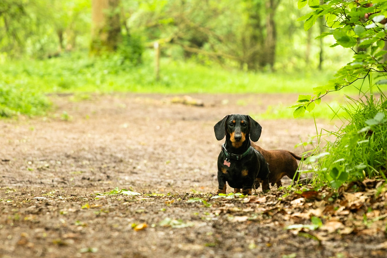 Ashridge Estate, National Trust Forest, Ringshall, England, United Kingdom