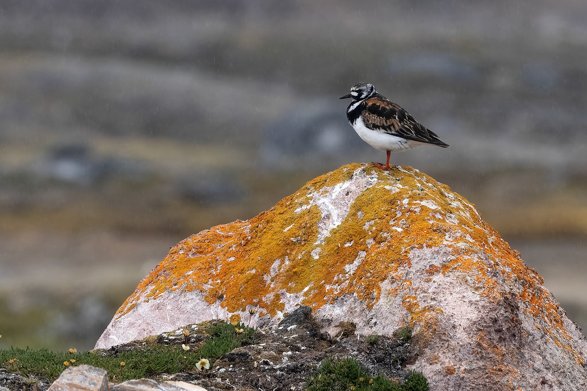 Ruddy turnstone, Nylondon, Svalbard, Norway