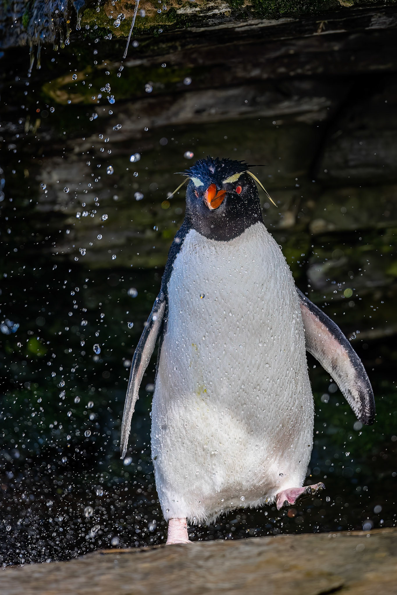 Southern rockhopper penguin, The Settlement, Saunders Island, Falkland Islands