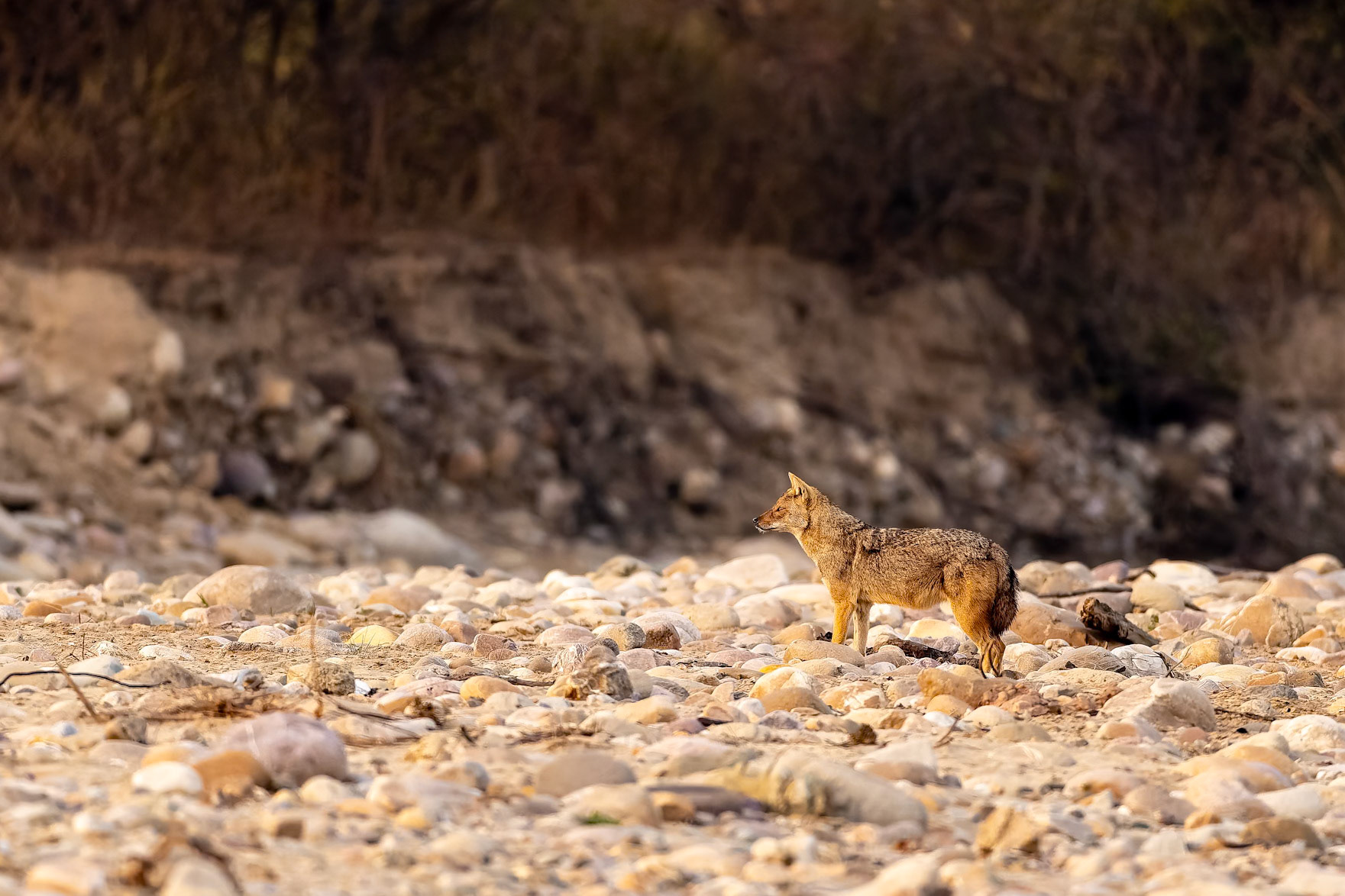 Golden jackal, Corbett Tiger Reserve, India