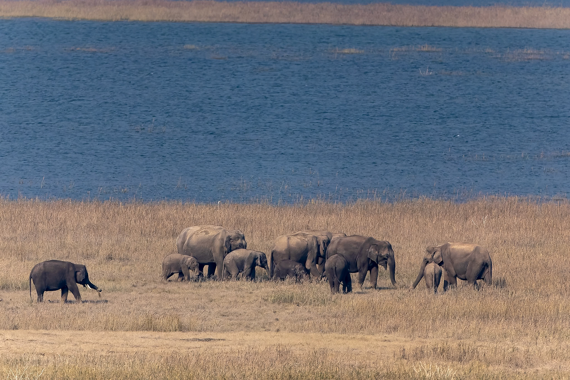 Indian elephant, Corbett Tiger Reserve, India