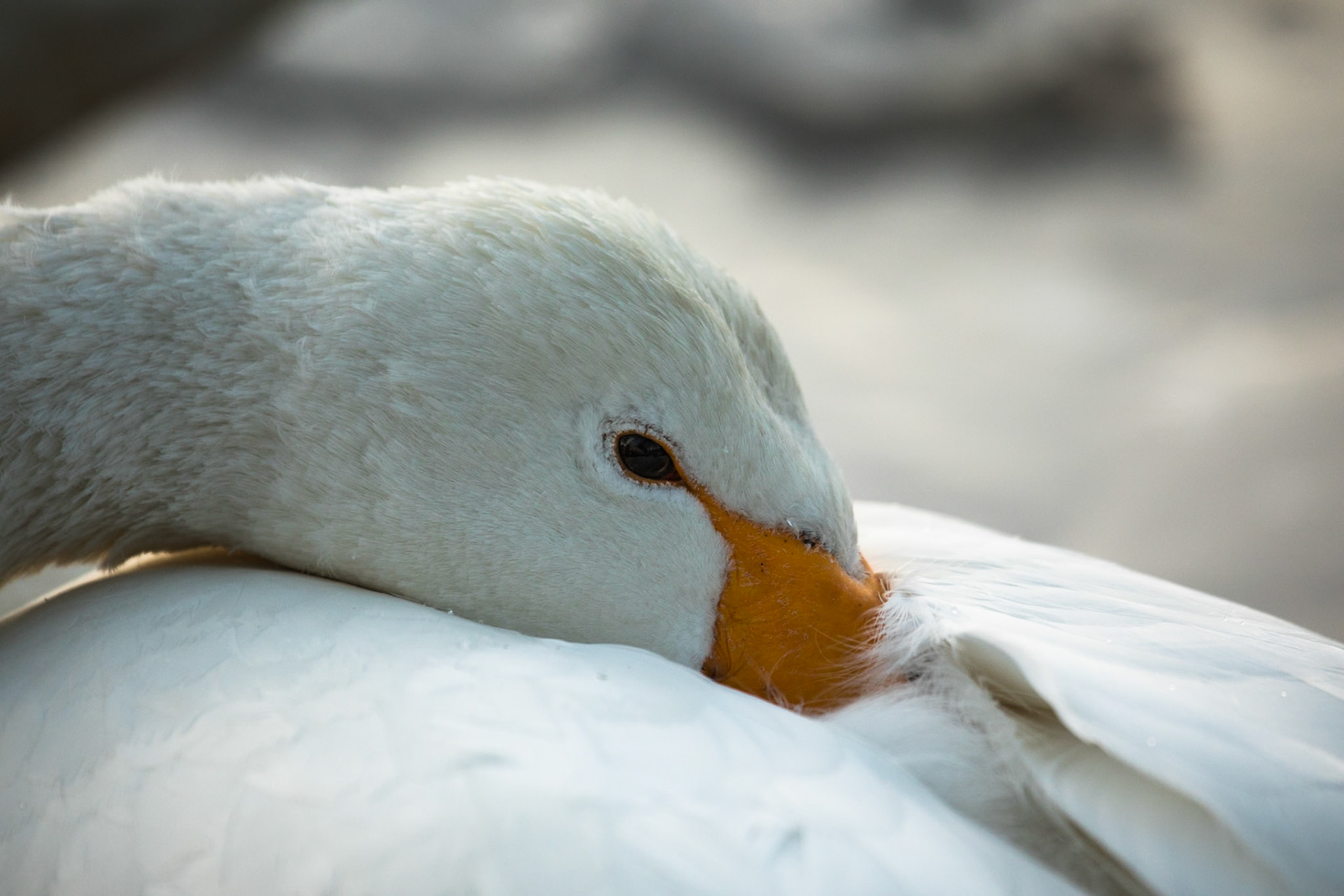 Whooper swans, Lake Kussharo, Hokkaido, Japan