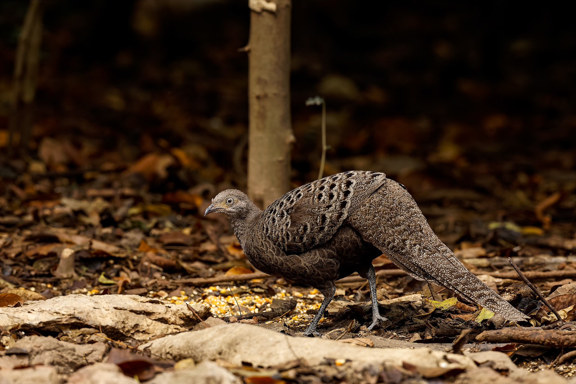 Grey peacock-pheasant, Khaeng Krackan National Park, Thailand
