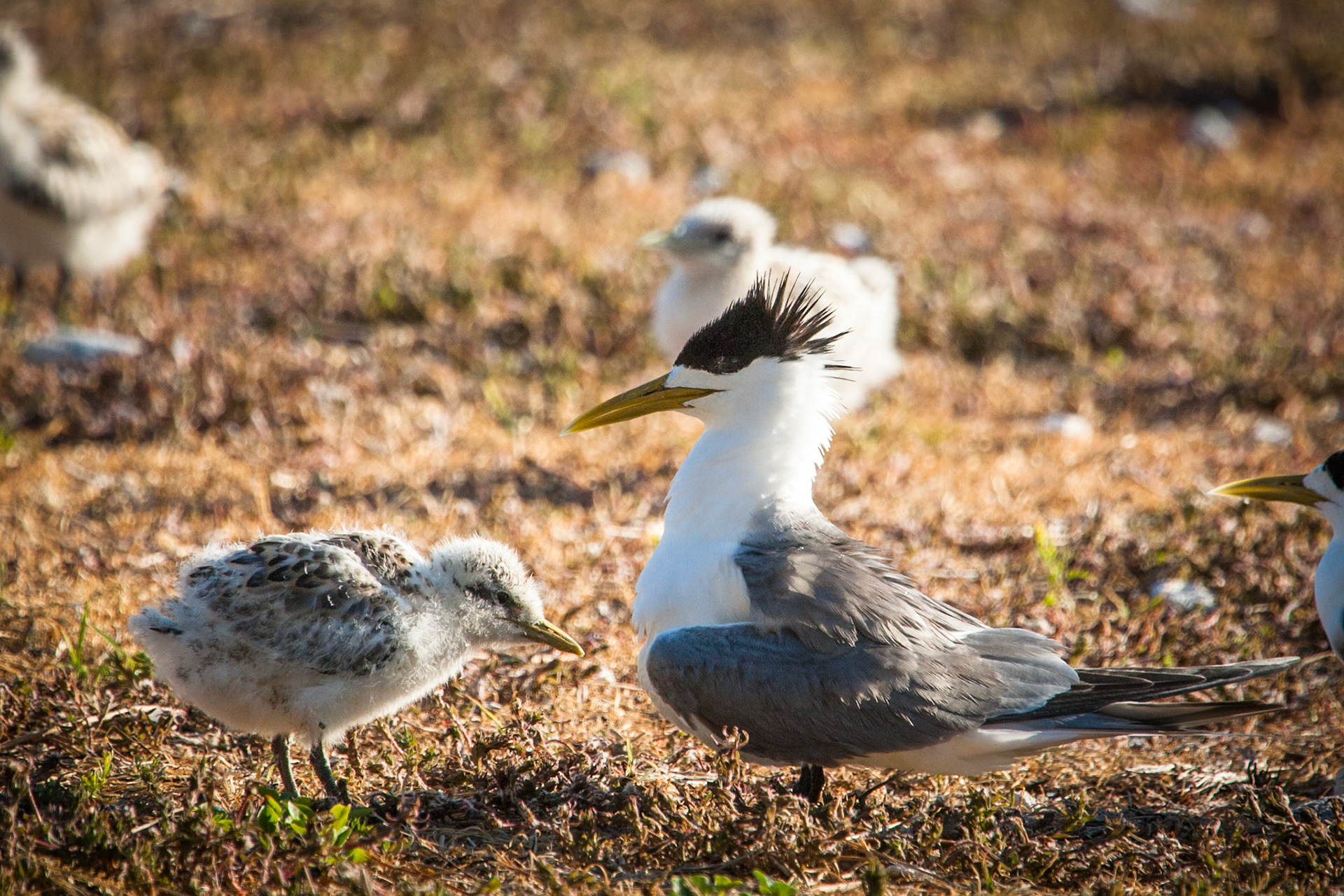 Crested tern with chicks, Lady Elliot Island, Queensland, Australia