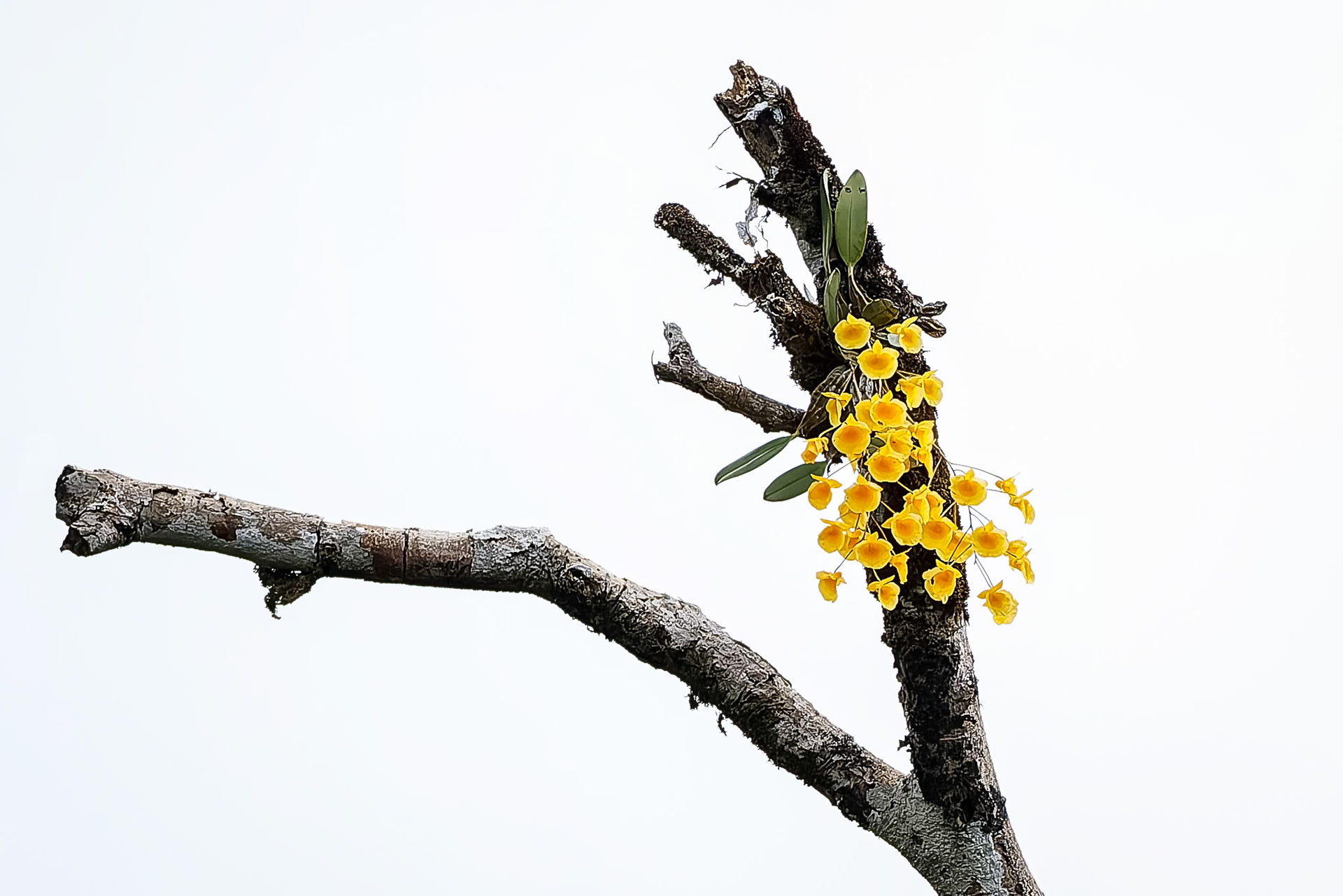 Orchid, Khaeng Krackan National Park, Thailand