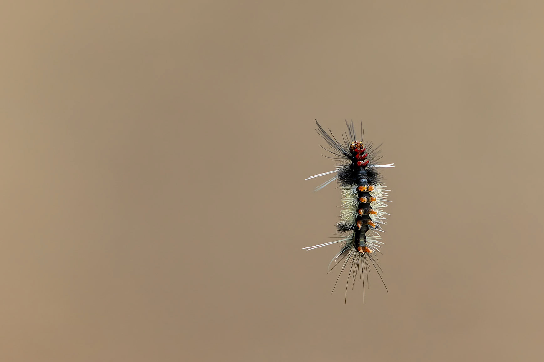Caterpillar, Urraca Lodge, Jorupe National Park, Ecuador