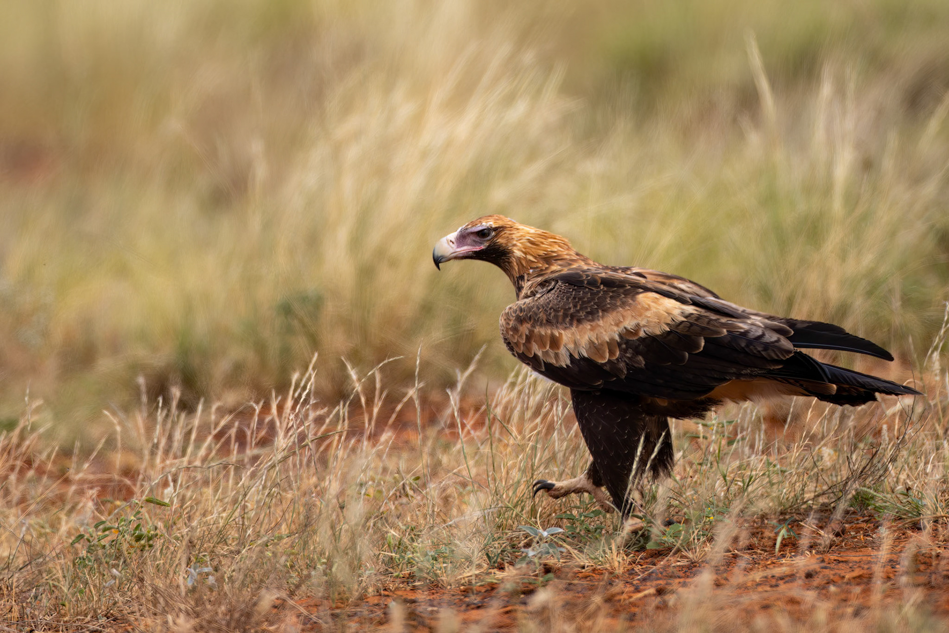 Wedge-tailed eagle, Mount Isa to Boulia, Queensland, Australia