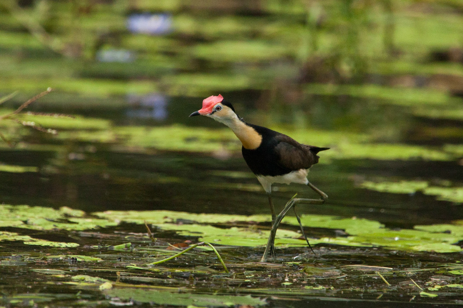 Comb-crested Jacana, Mount Borradale, Arnhemland, Northern Territory