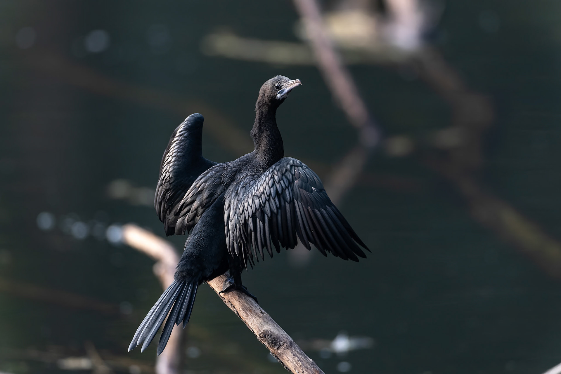 Little cormorant, Khana, India