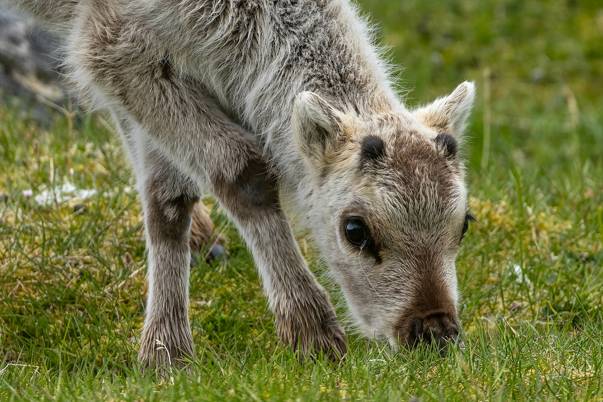 Svalbard's reindeer, Trygghamna, Svalbard, Norway