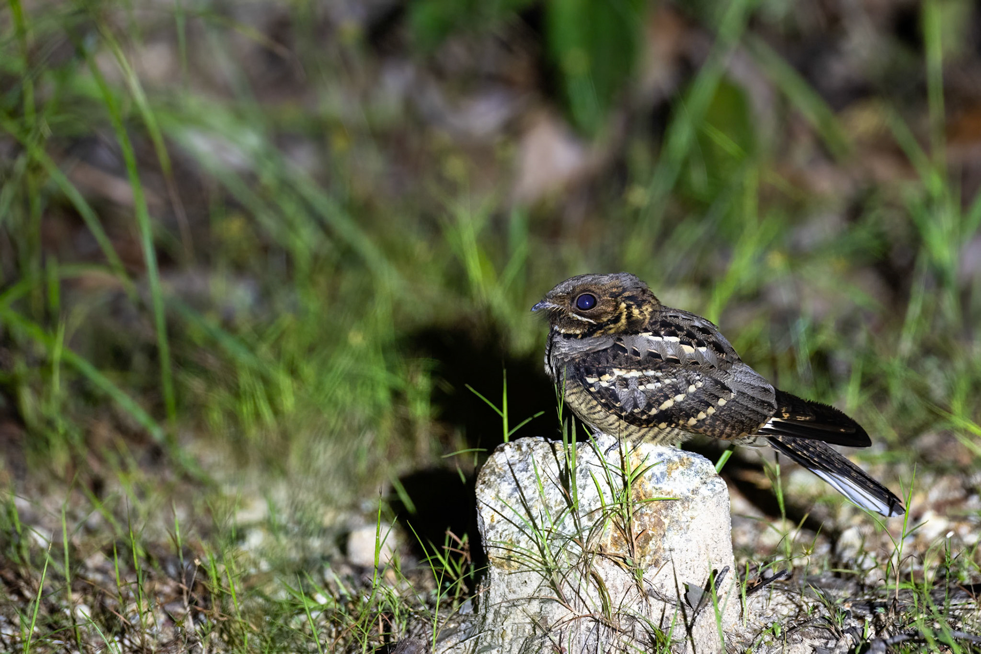 Large-tailed nightjar, Kutini-Payamu (Iron Range) National Park, Cape York Penninsula, Queensland