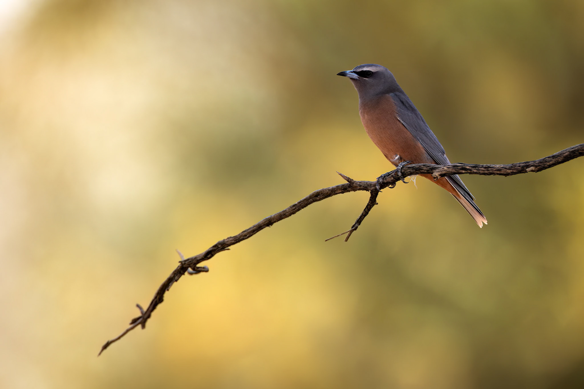 White-browed woodswallow, Eromanga to Thargomindah, Queensland, Australia