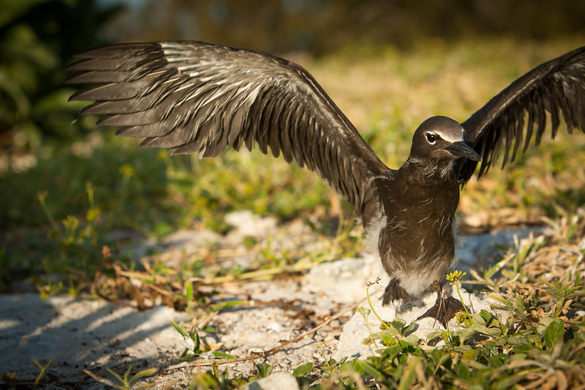Common (brown) noddy, Lady Elliot Island, Queensland, Australia