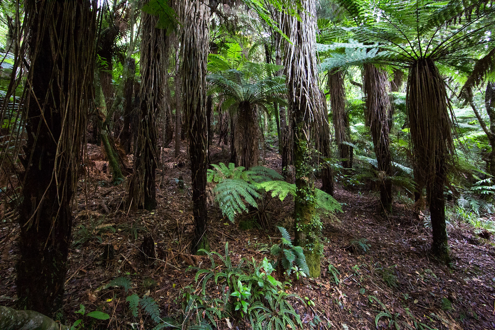Rotopounamu lake, Tongariro, New Zealand