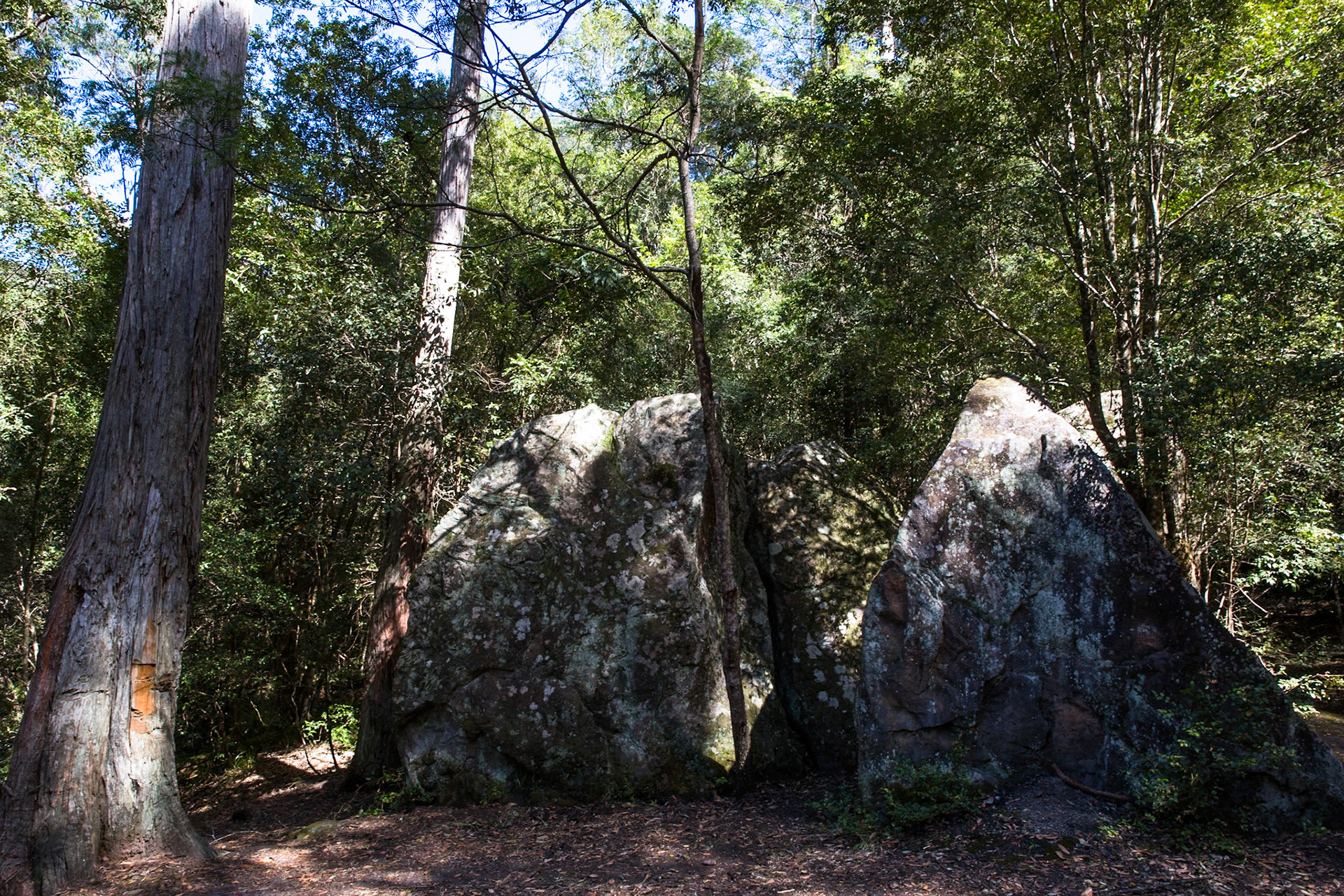 From Springwood Station walked to the bottom of Sassafras Gully Road, descending the gully following the creek downstream to Perch Ponds (tea stop) at the intersection of Magdala and Glenwood creeks.  Continued downstream following Glenbrook creek past Martin's camping area and then took the track out of the creek up to Martins Lookout (lunch).  Followed the service road back to Farm road. Notes by Peter Watt.