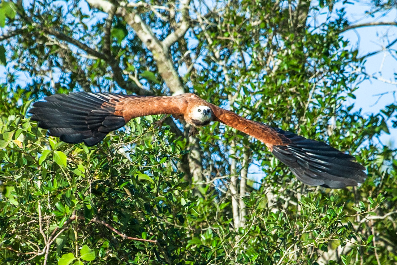 Black-collared hawk, Mato grosso, Pantanal, Brazil