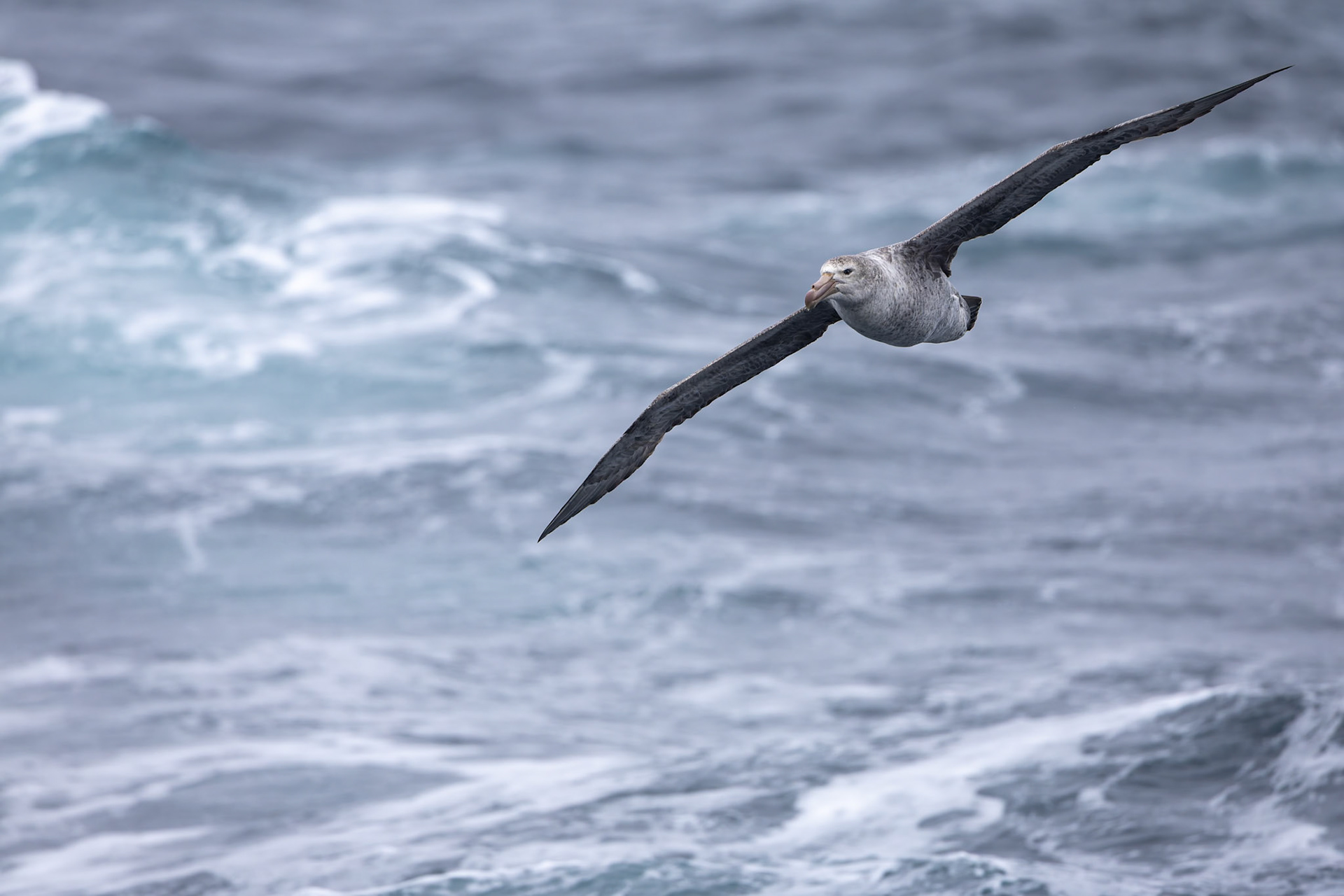 Southern giant-petrel, from the Falklands towards Antarctica