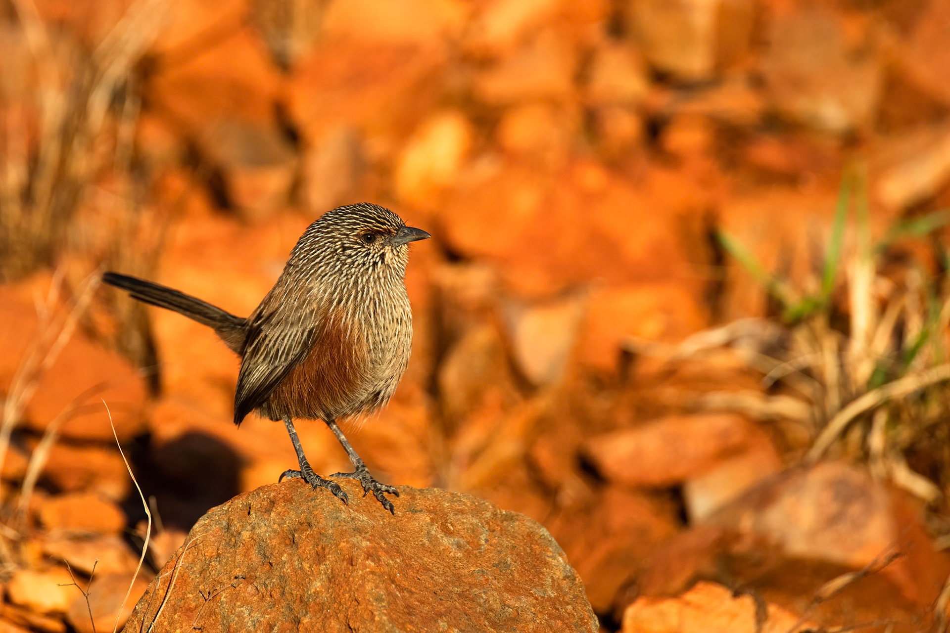 Kalkadoon grasswren, Mount Isa, Queensland, Australia