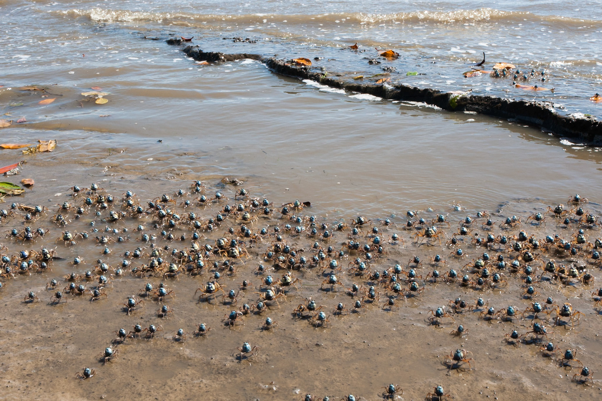 Soldier crabs, Kingfisher Bay, Fraser Island, Queensland