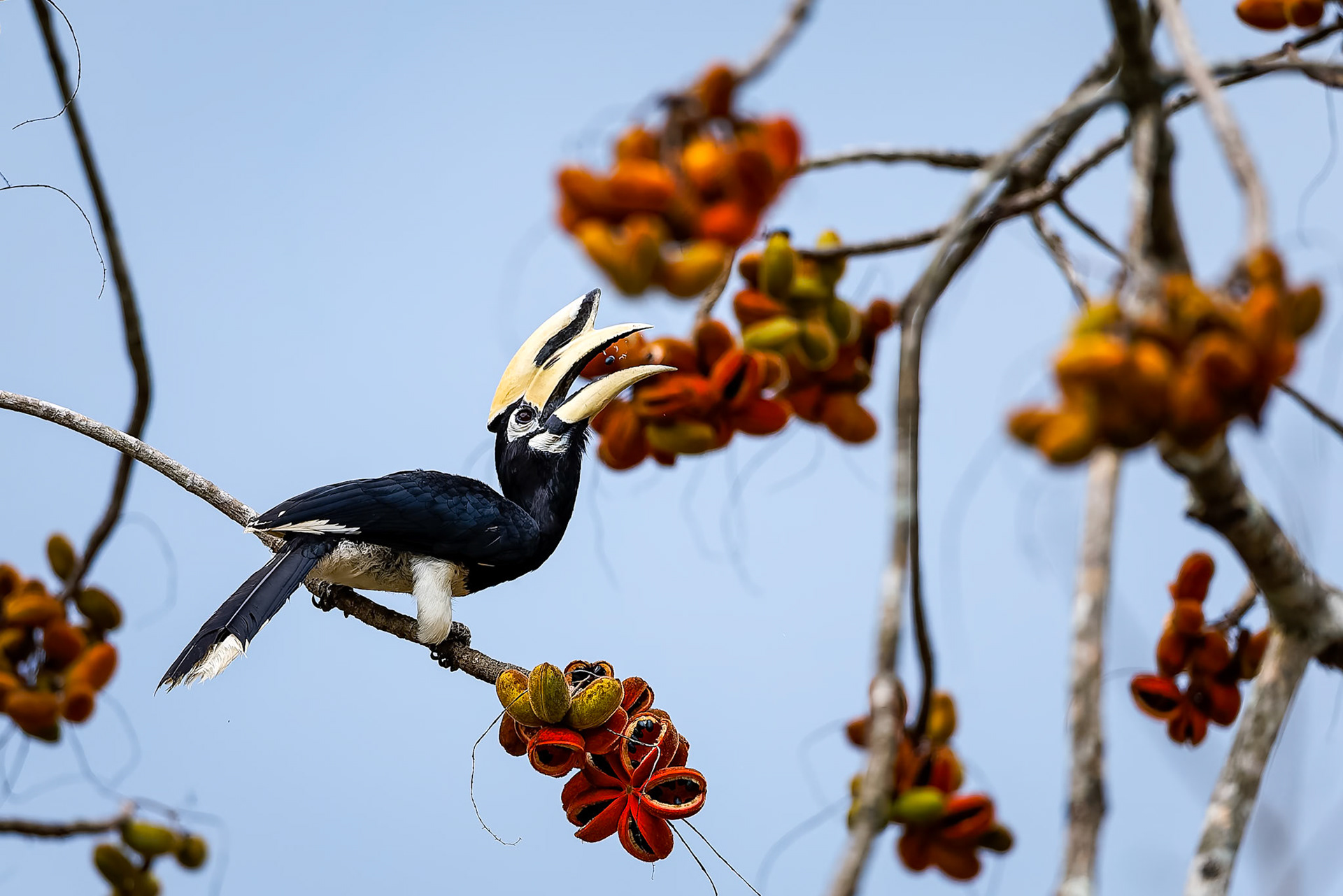 Oriental pied-hornbill, Khaeng Krackan National Park, Thailand