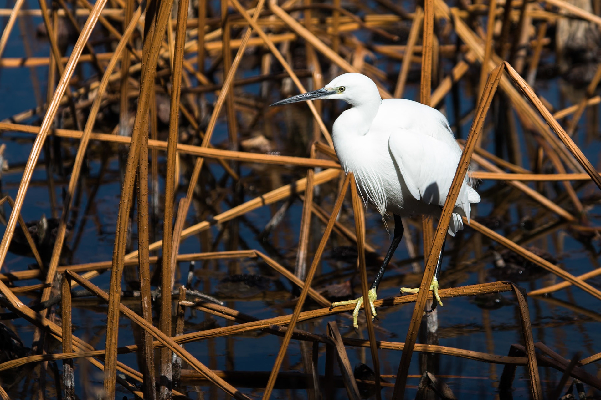 Little egret, Tokyo