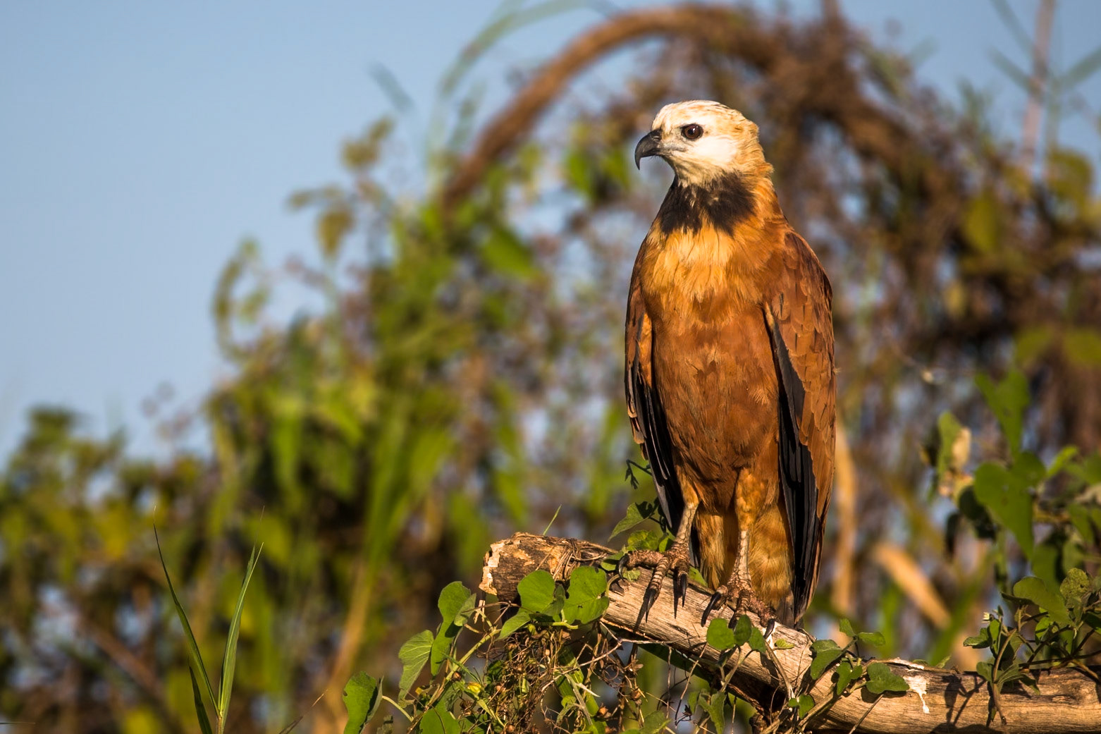 Black-collared hawk, Porto Jofre, Pantanal, Brazil