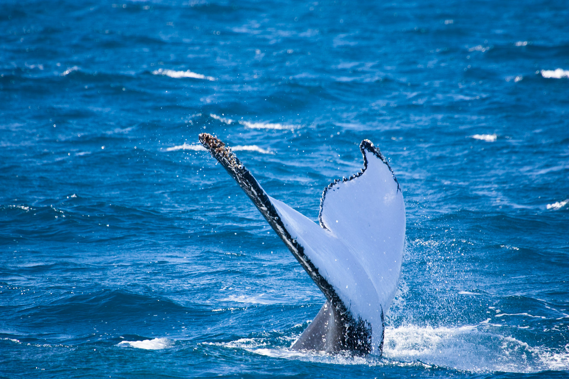 Humpback whale fluke, Hervey Bay near Fraser Island, Queensland