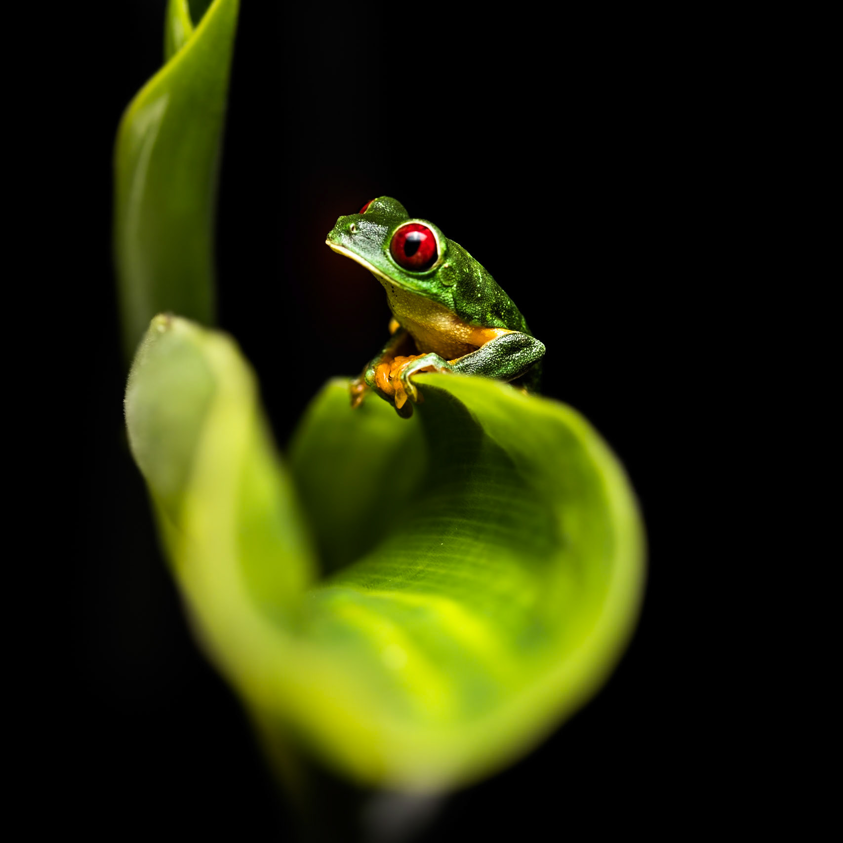 Red-eyed tree frog, Villa Lapas, Costa Rica