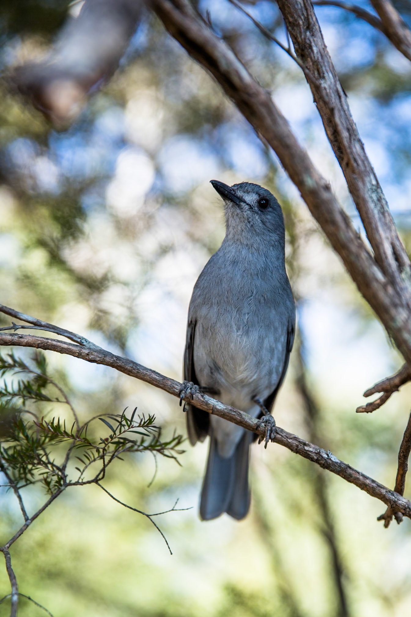 Descended from Neates Glen car park down to and through the Grand Canyon and back up to Evans Lookout. We continued along the clifftop path to Govett's leap and then on to Pulpit Rock. Notes by Peter Watt.