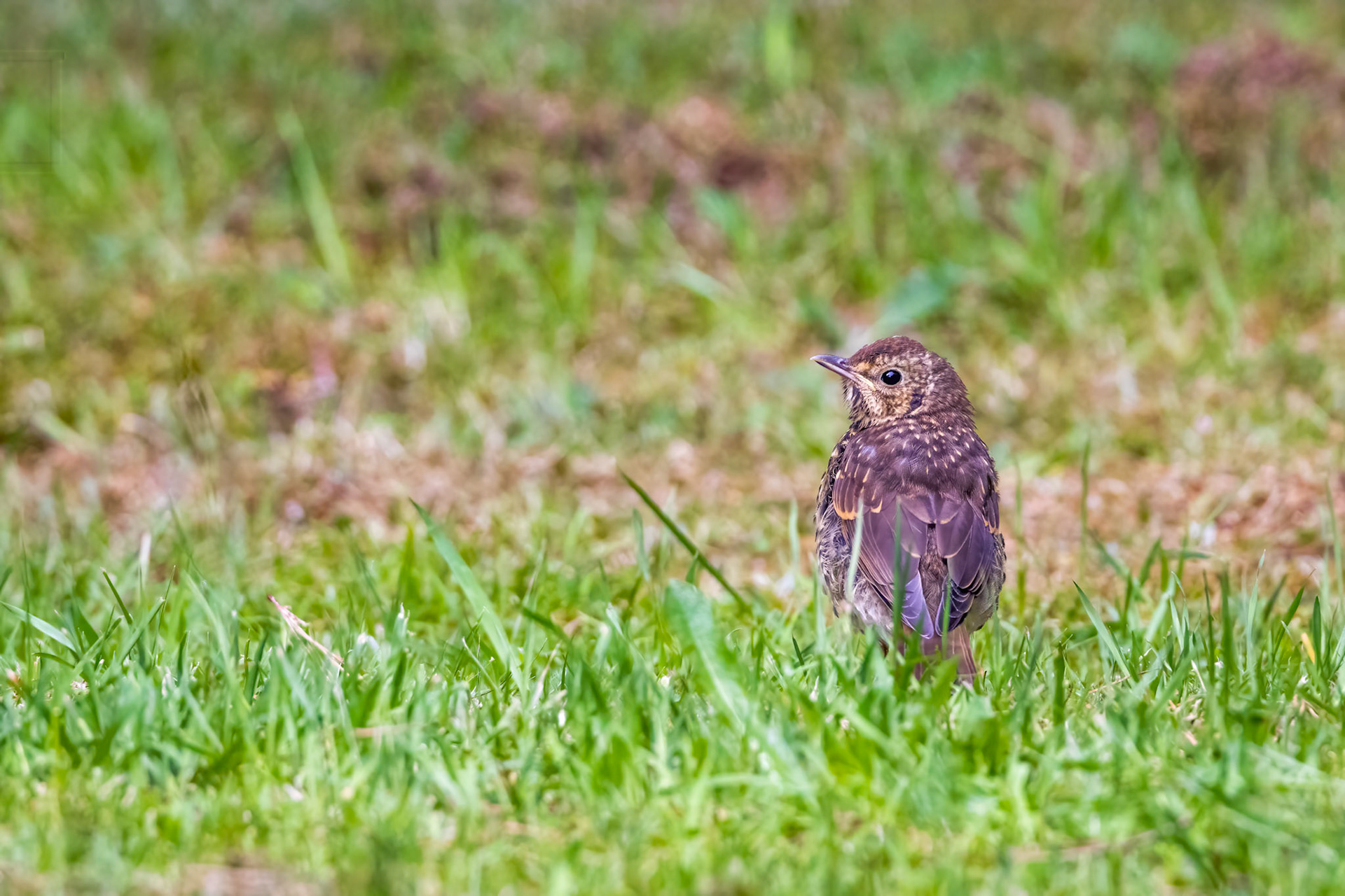 Song thrush, Dunedin, New Zealand