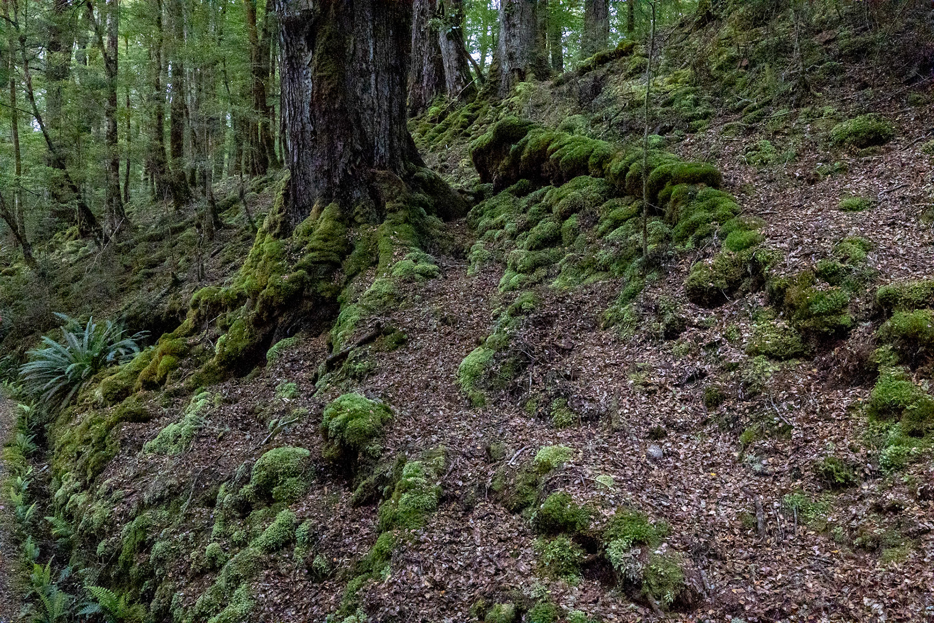 Te Anau to Queenstown, New Zealand
