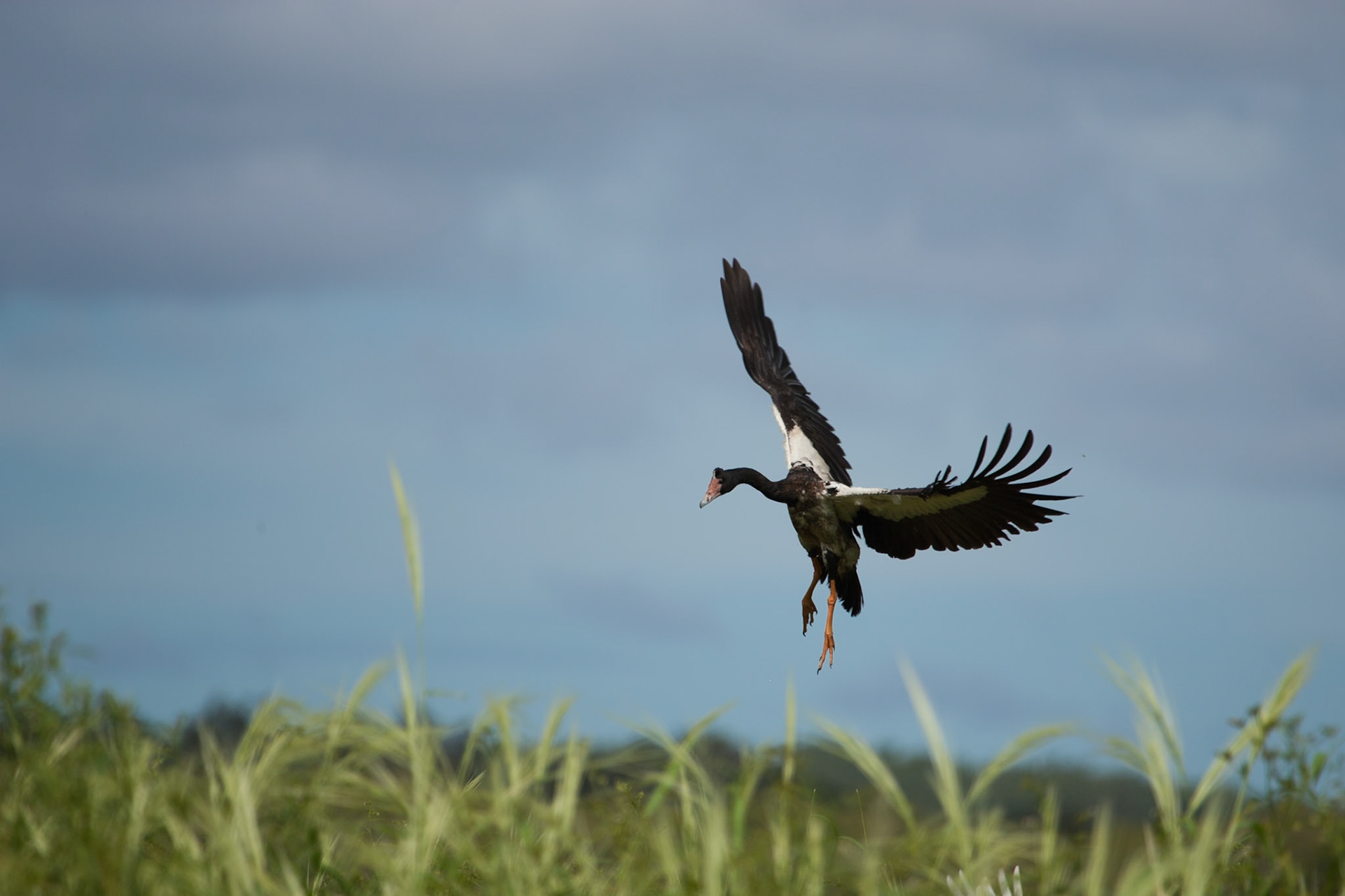 Magpie goose, Mount Borradale, Arnhemland, Northern Territory