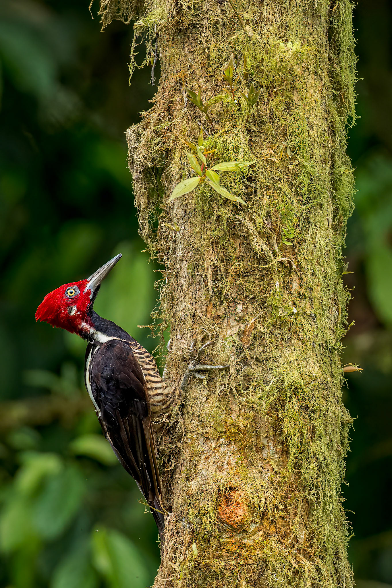 Guayaquil woodpecker, Umbrella Bird Lodge, Buenaventura Nature Reserve, Ecuador