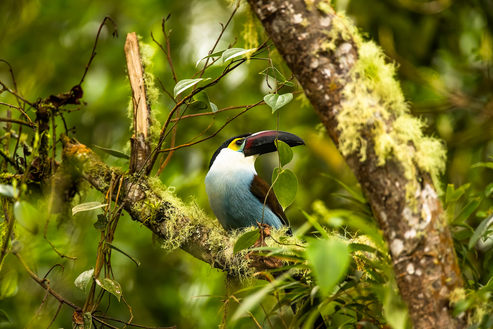 Black-billed mountain-toucan, Rio Blanco, Colombia