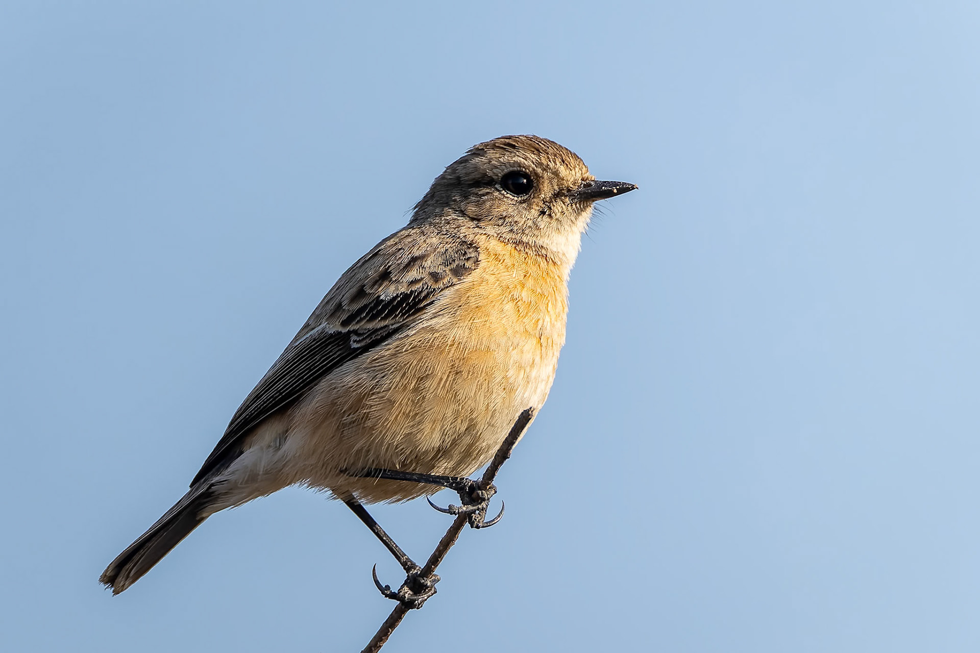 Siberian stonechat, Corbett Tiger Reserve, India