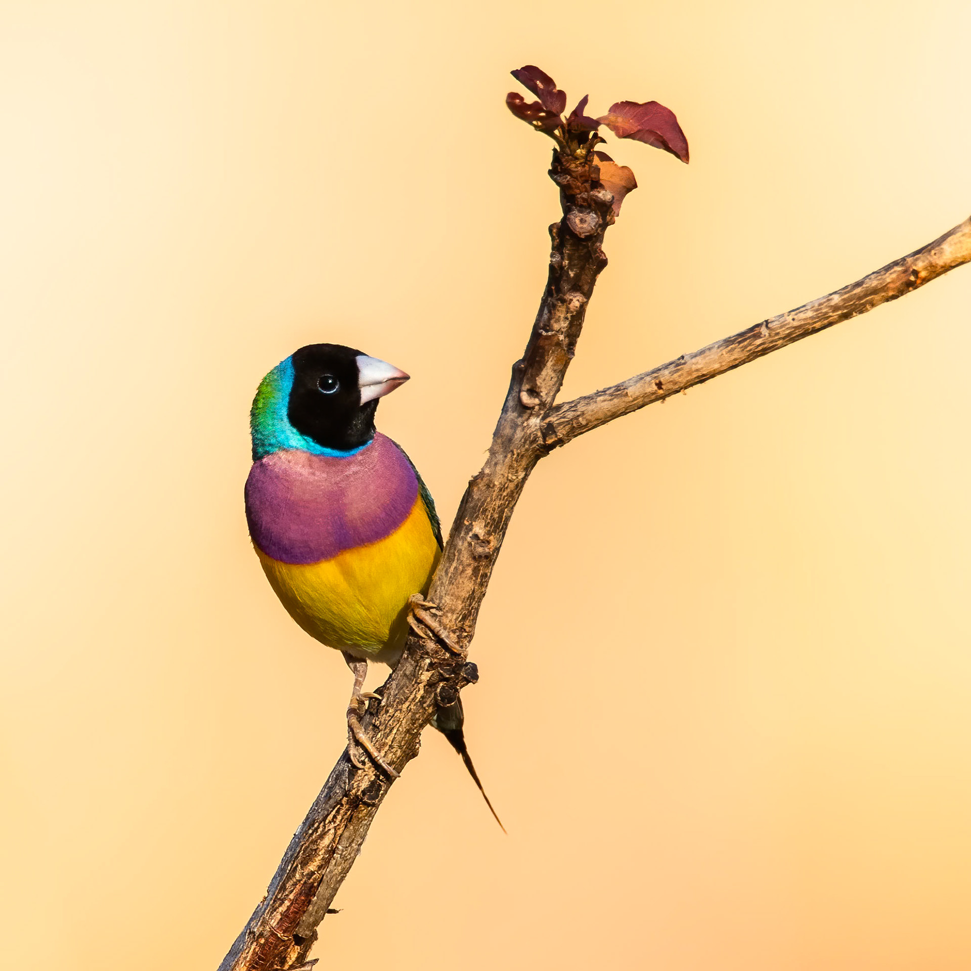 Gouldian finch, near Pine Creek, Northern Territory, Australia