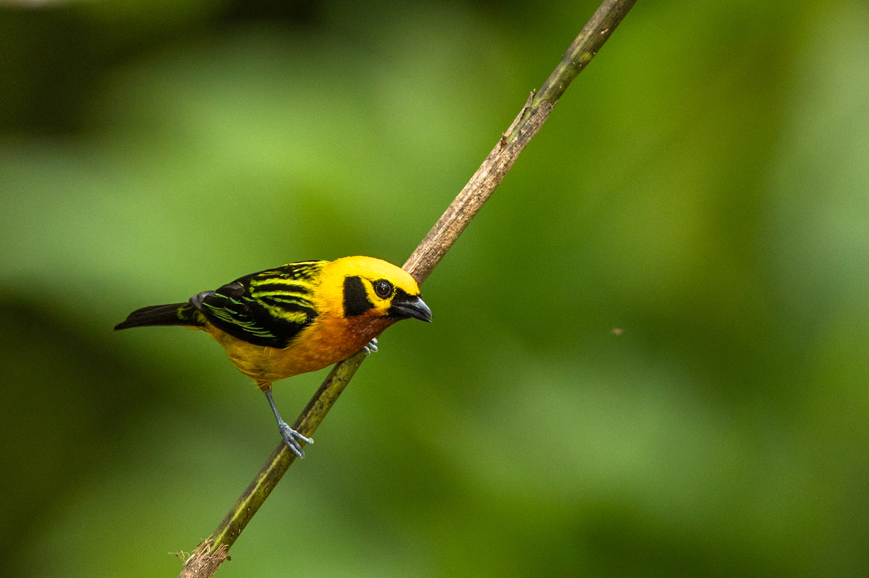 Golden tanager, Cock of the Rock lodge, Manu road, Peru