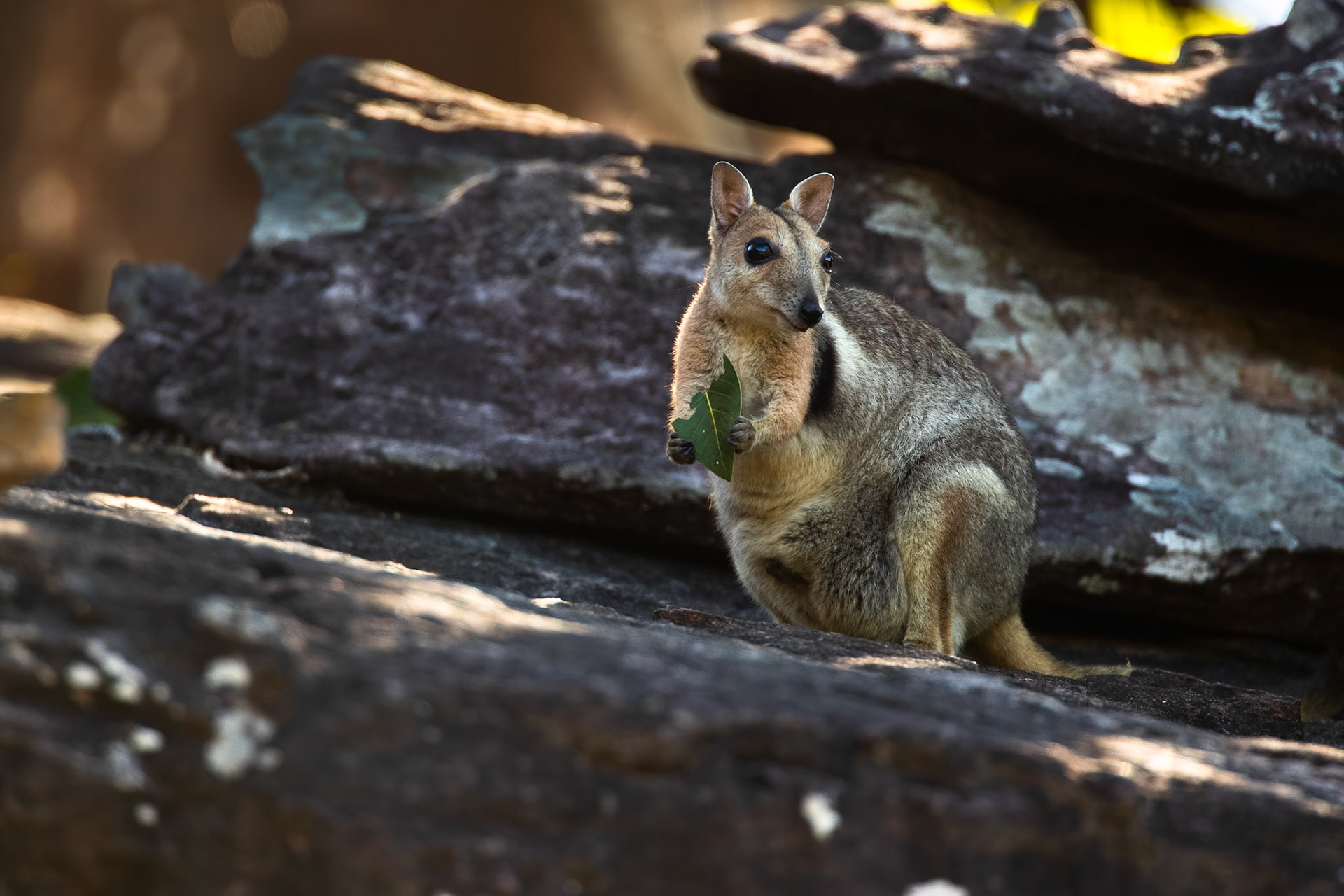 Wilkin's rock wallaby, Nourlangie, Kakadu, Northern Territory, Australia
