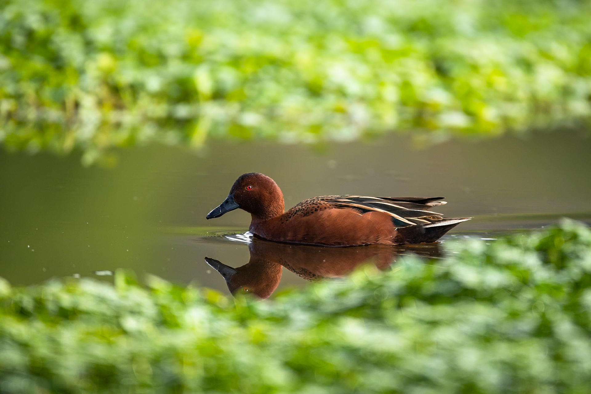 Cinnamon teal, Humedales de Huasao, Cusco, Peru