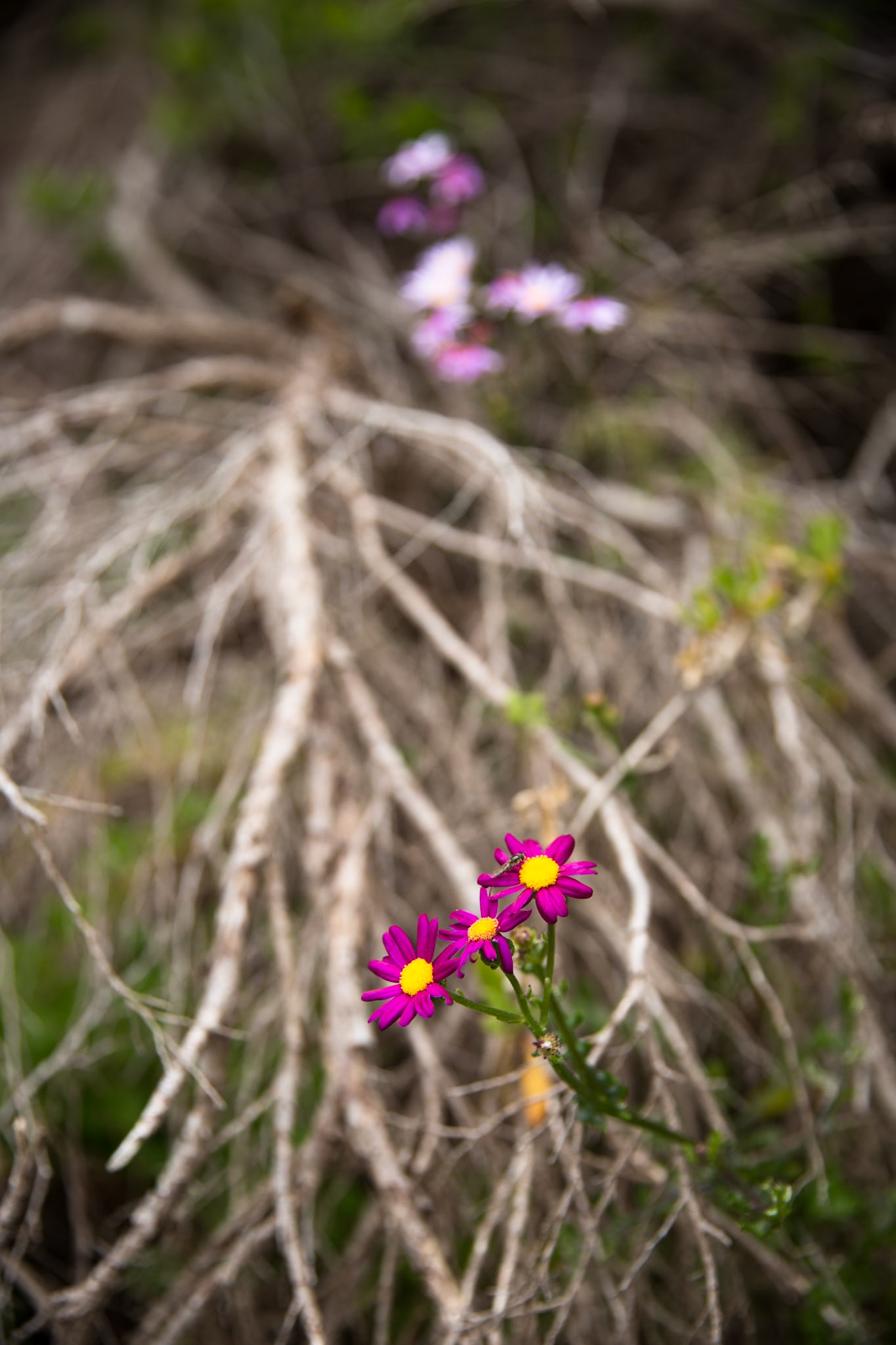 Circuit from Telegraph Saddle via Telegraph Junction to Oberon Bay (lunch), then Little Oberon Bay, Norman Point  and Norman Beach to Tidal River.