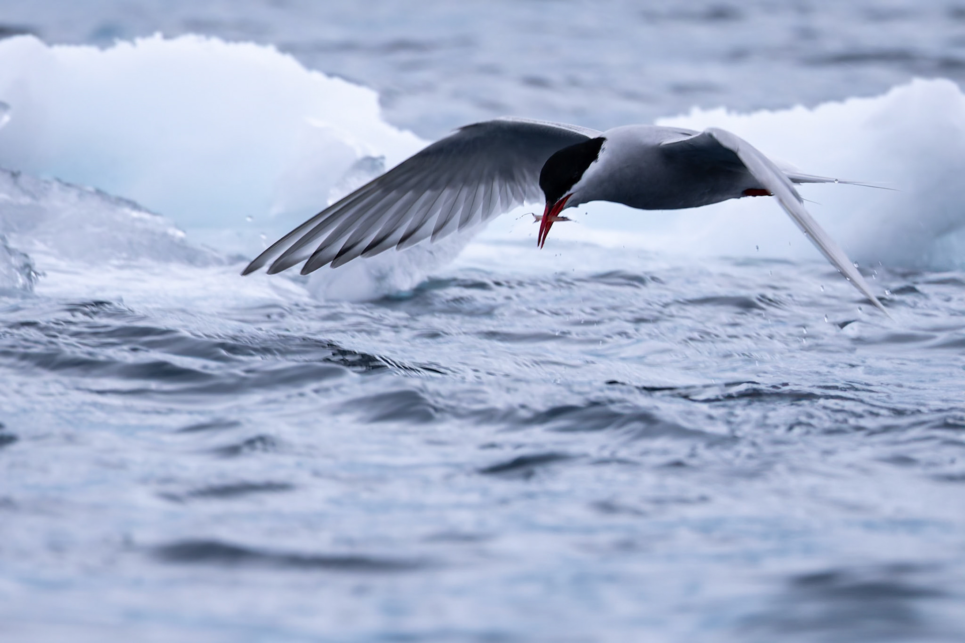 Antarctic tern, Cuverville, Antarctica