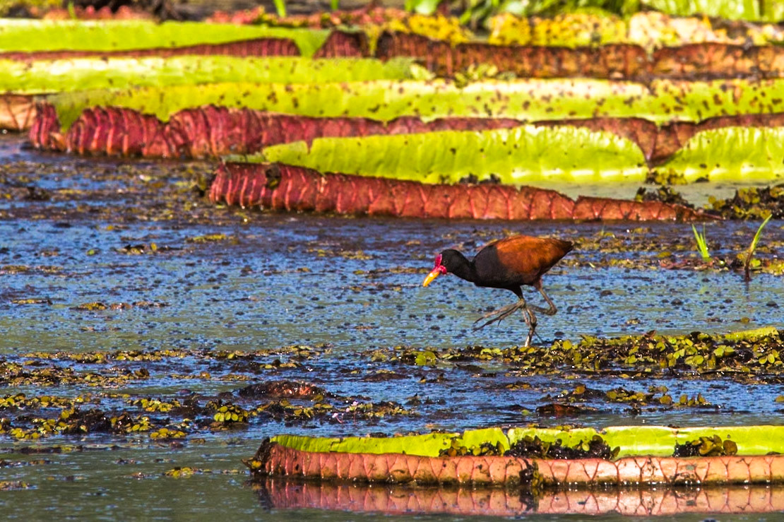 Wattled jacana, Porto Jofre, Pantanal, Brazil