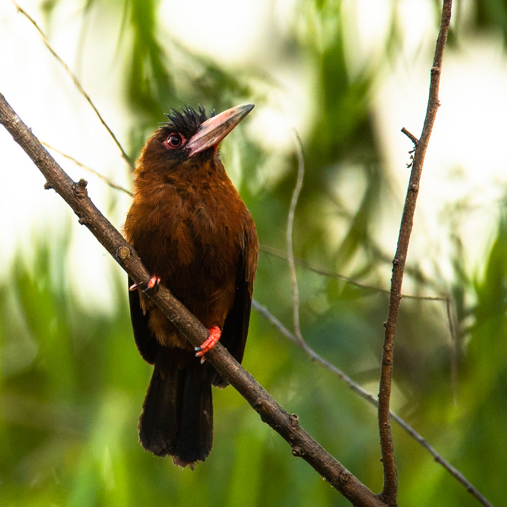 Purus jacamar, Tambo Blanquillo, Manu National Park,  Peru