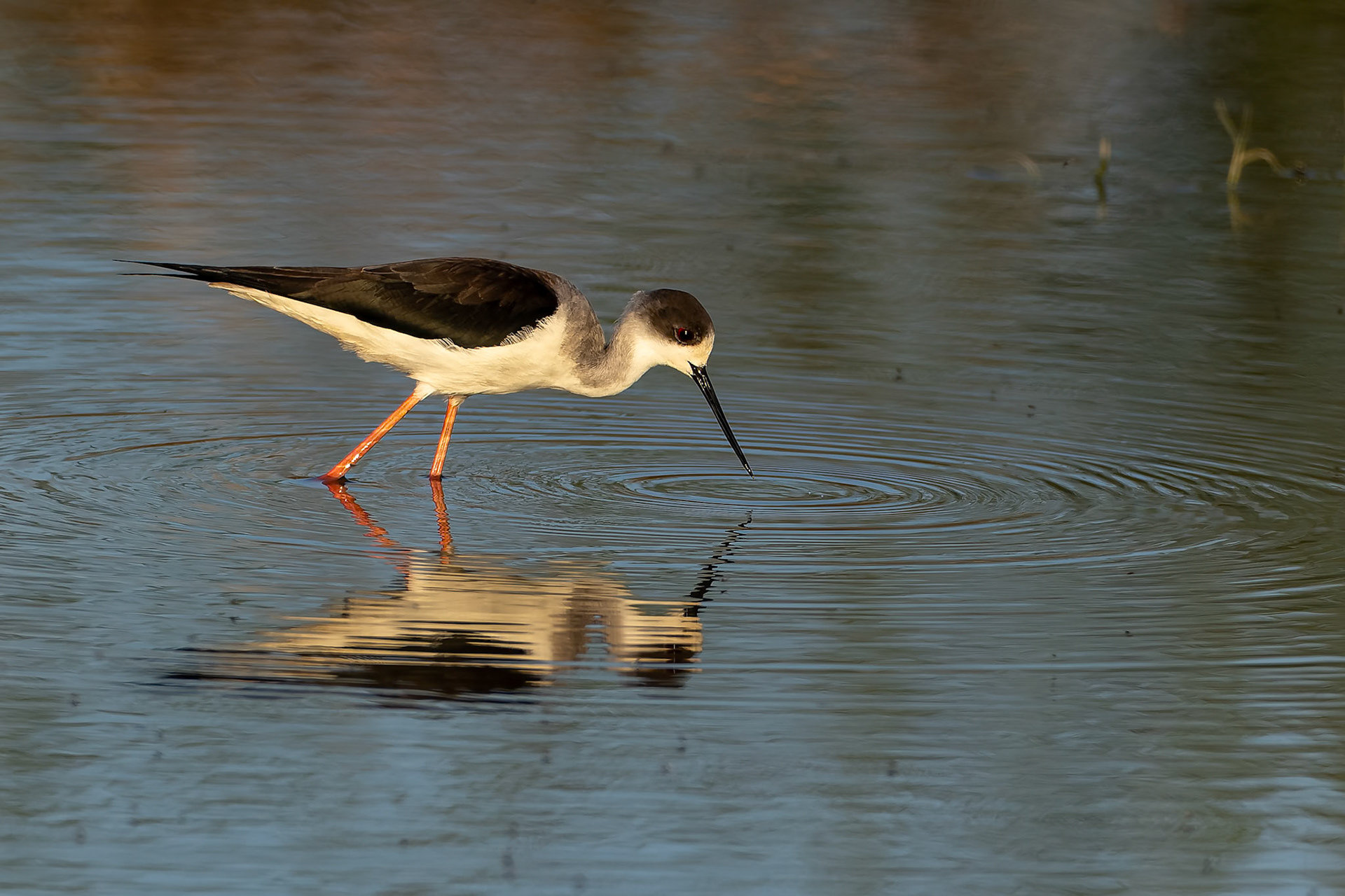 Black-winged stilt, Keoladeo National Park, Bharatpur, India
