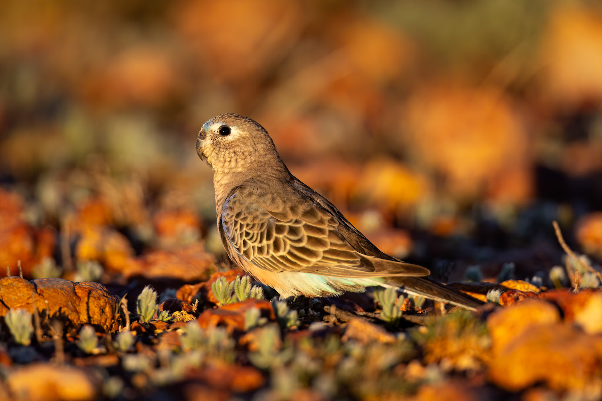 Bourke's parrot, Eromanga to Thargomindah, Queensland, Australia