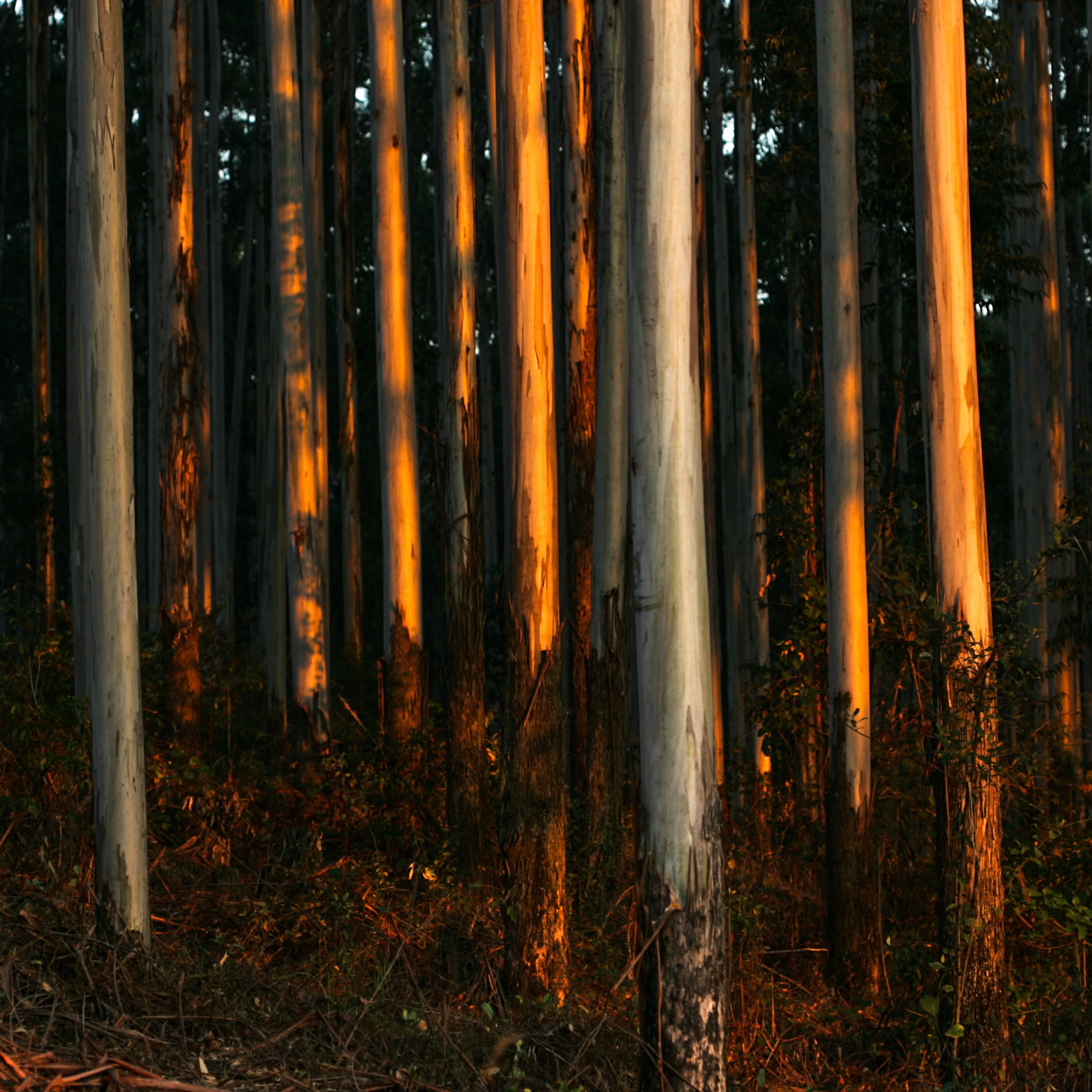 Timmermoon Lodge, Sabi, South Africa