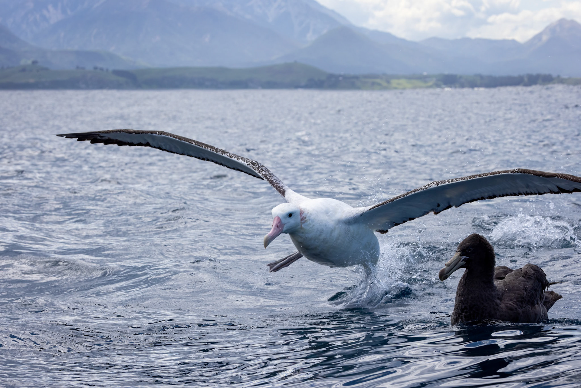 Gibson's albatross, Kaikōura, New Zealand