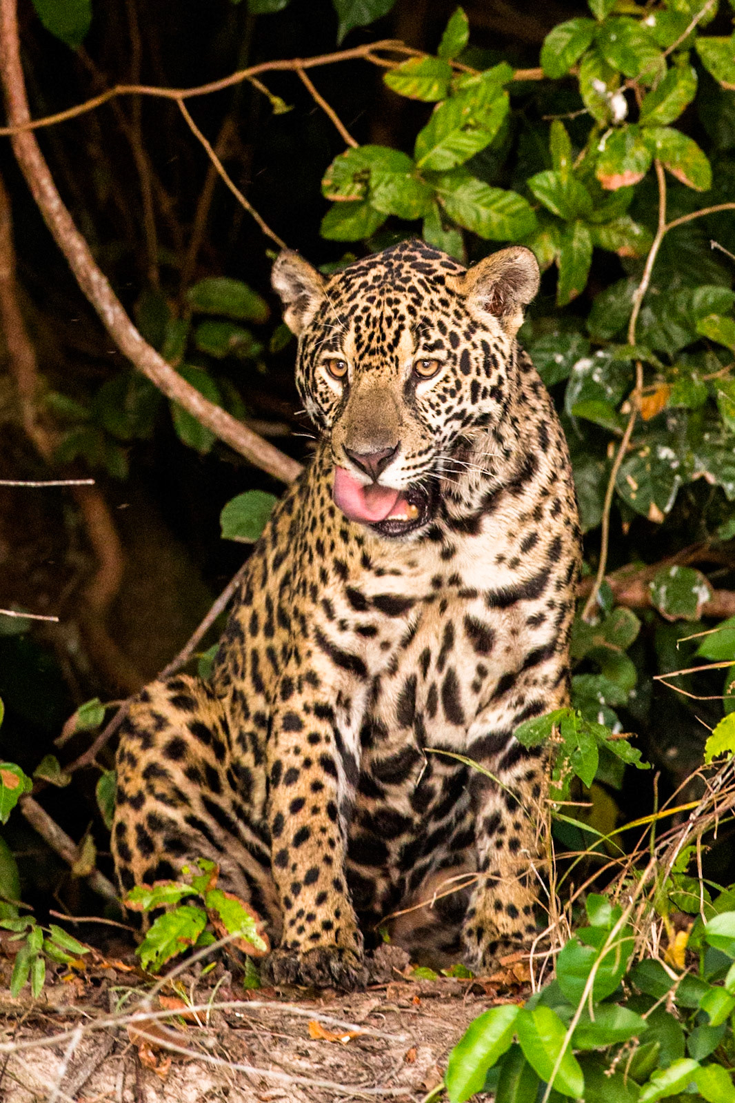 Jaguar,Porto Jofre, Pantanal, Brazil