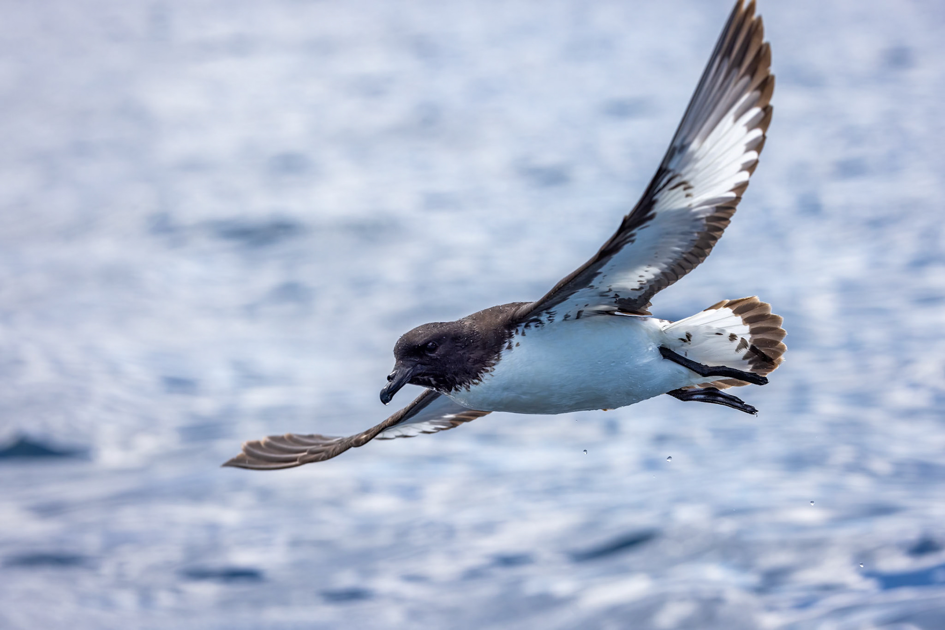 Cape petrel, Kaikōura, New Zealand